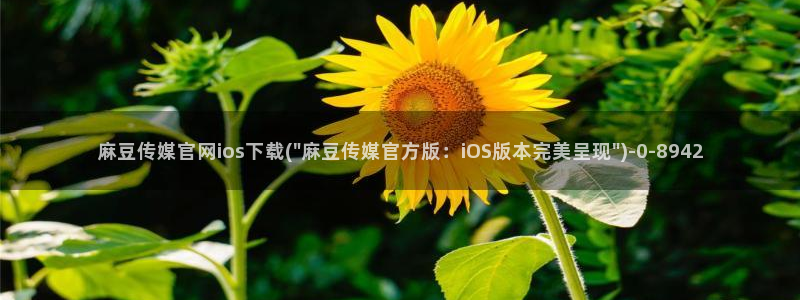 麻豆传媒官网app下载安装